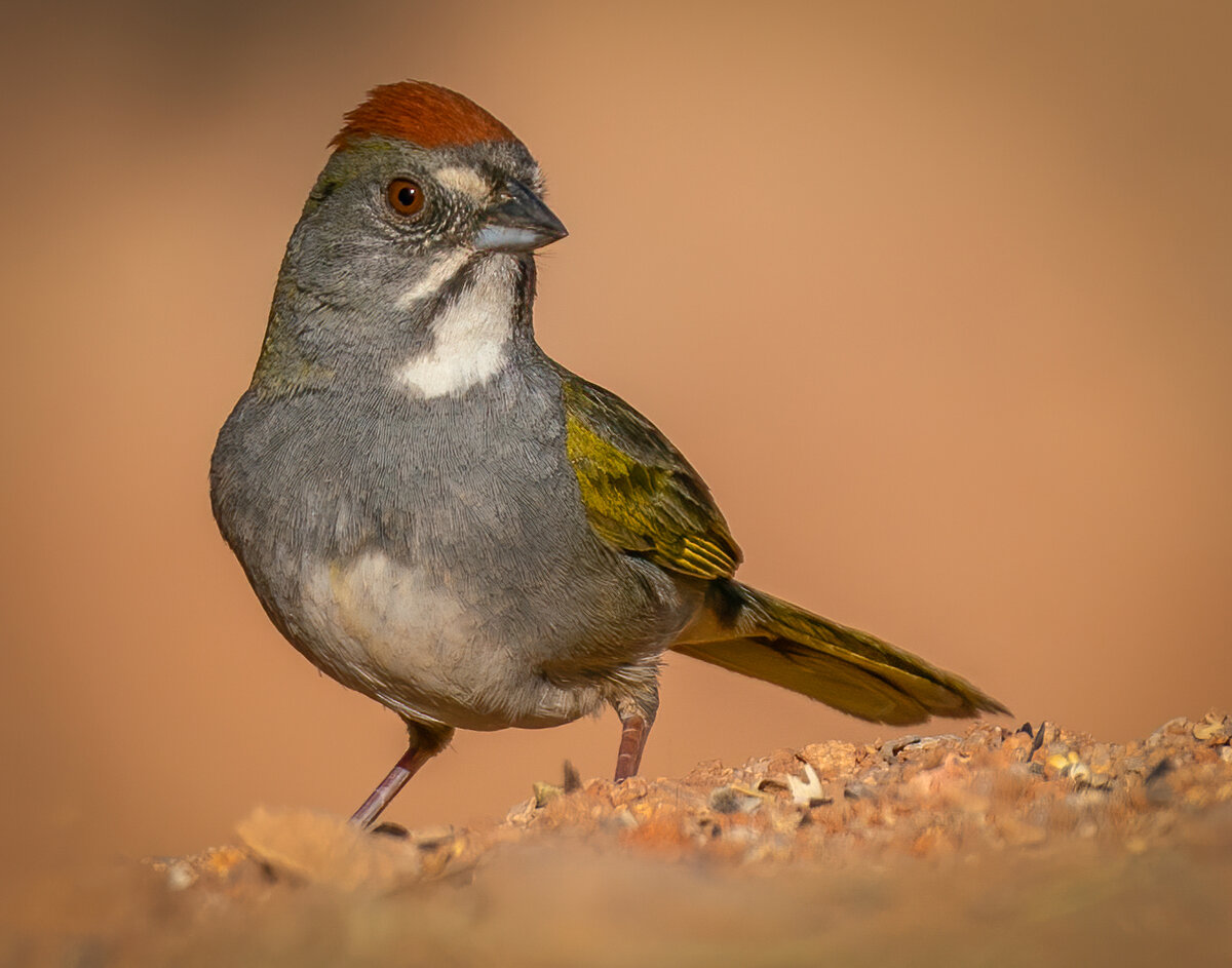 Green-tailed Towhee-2352-Edit.jpg