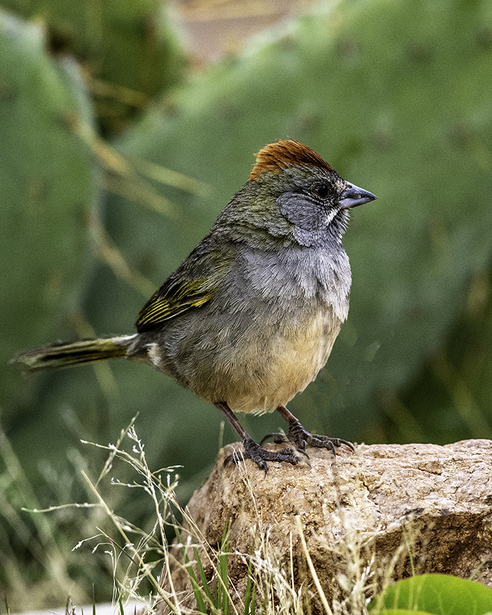 Green-tailed Towhee III.jpg