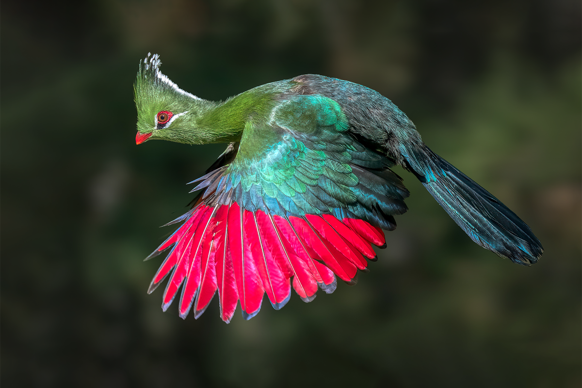 Green Turacos.png