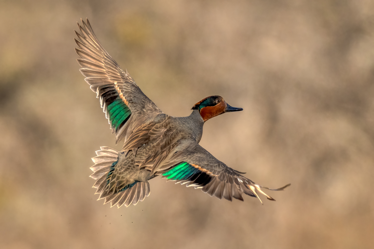 Green-winged teal-09147-Edit.jpg