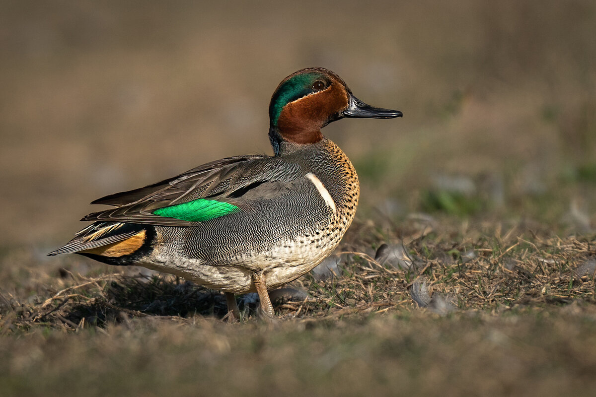 Green-winged teal-9087-Edit.jpg