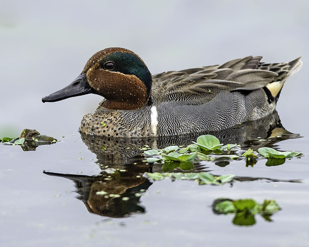 Green-winged Teal.jpg