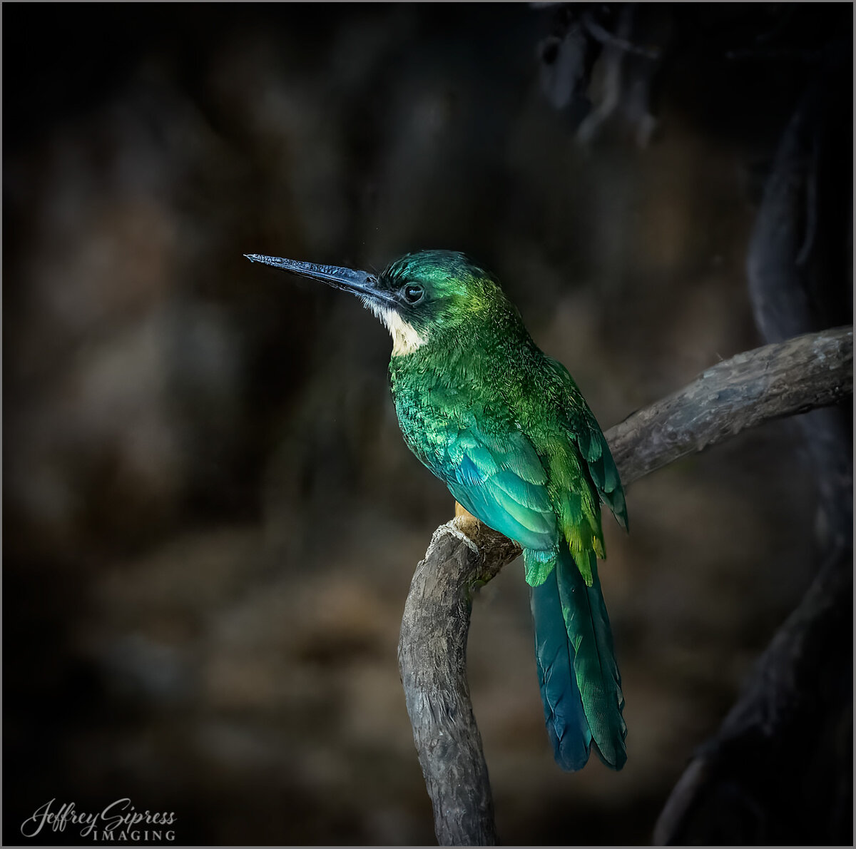 greentailedjacamar.jpg