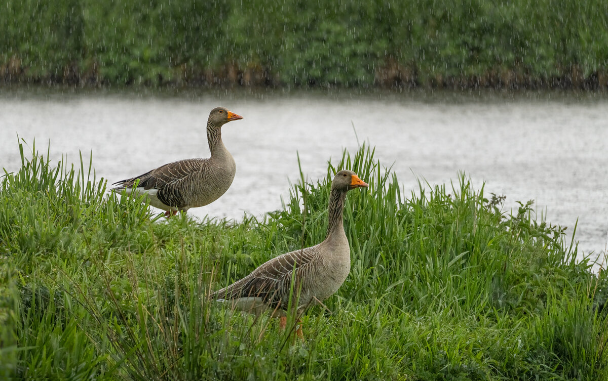 greylag merge.jpg