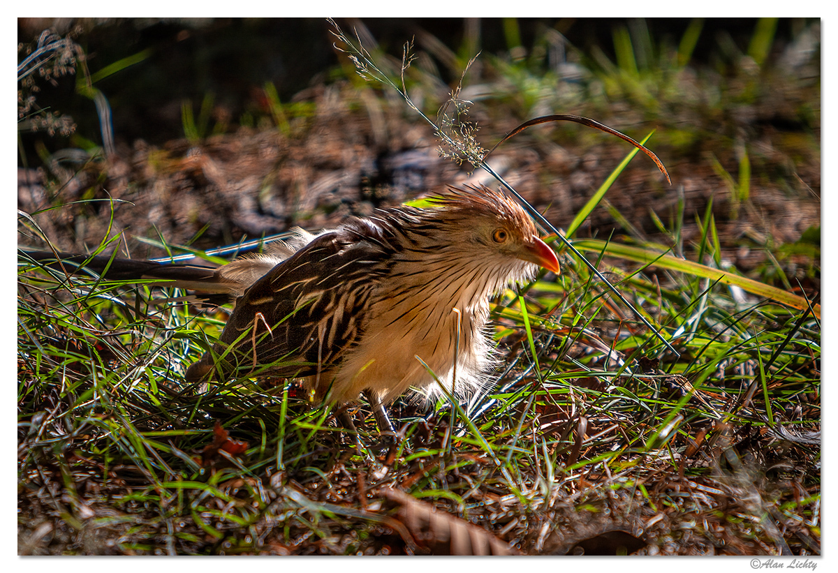 GrumpyBird.jpg