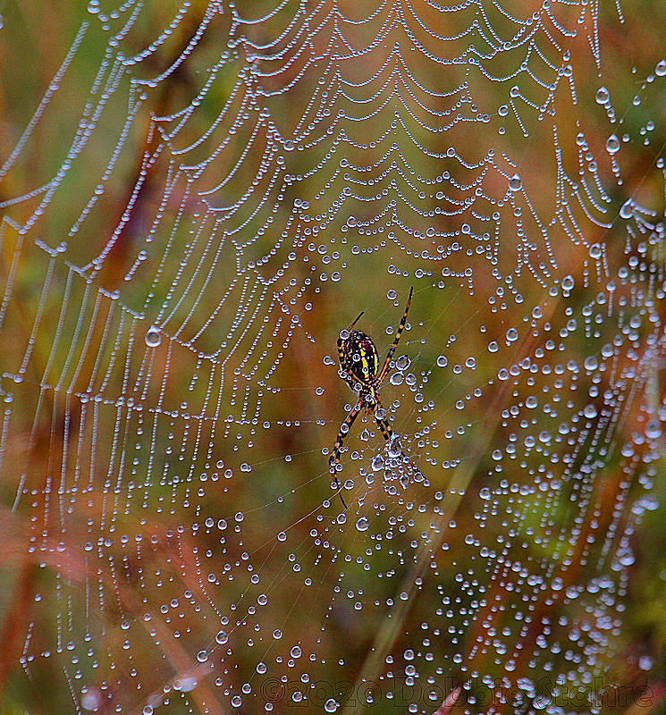 GSpider7979.jpg