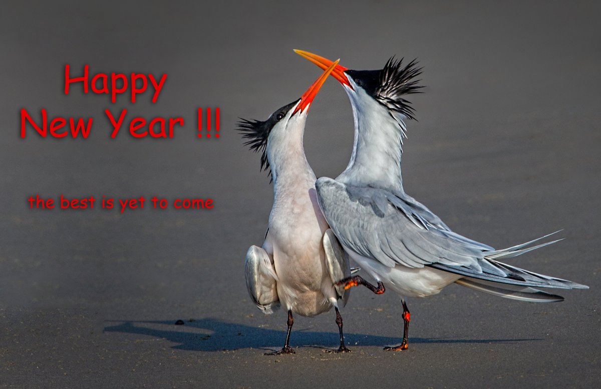 Happy New Year.jpg