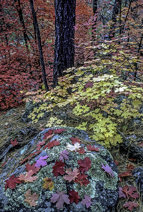 Harding Sprinigs fall.jpg