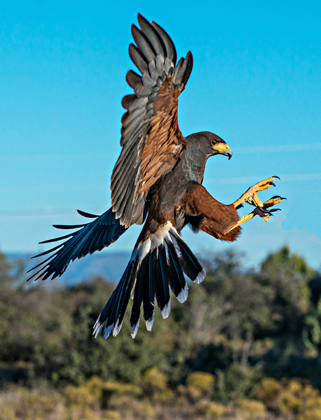 Harris Hawk about to land.jpg
