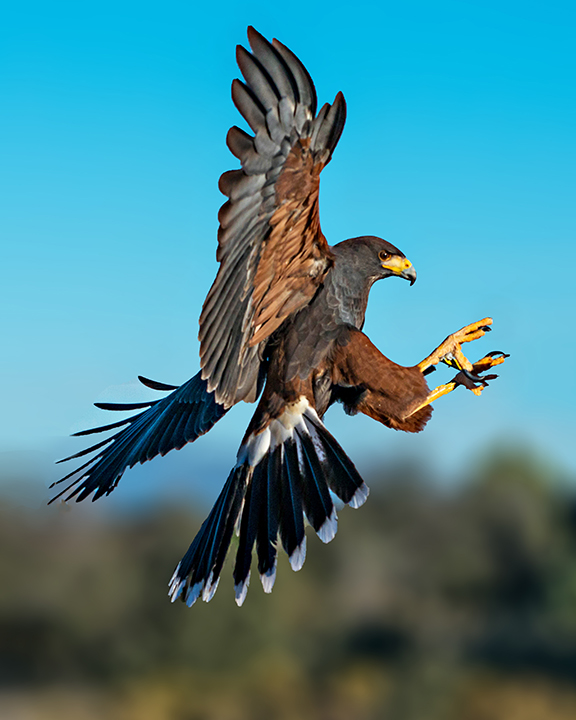 Harris Hawk about to land.jpg