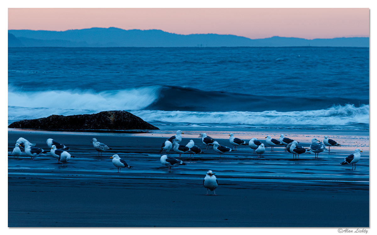 HarrisGulls.jpg