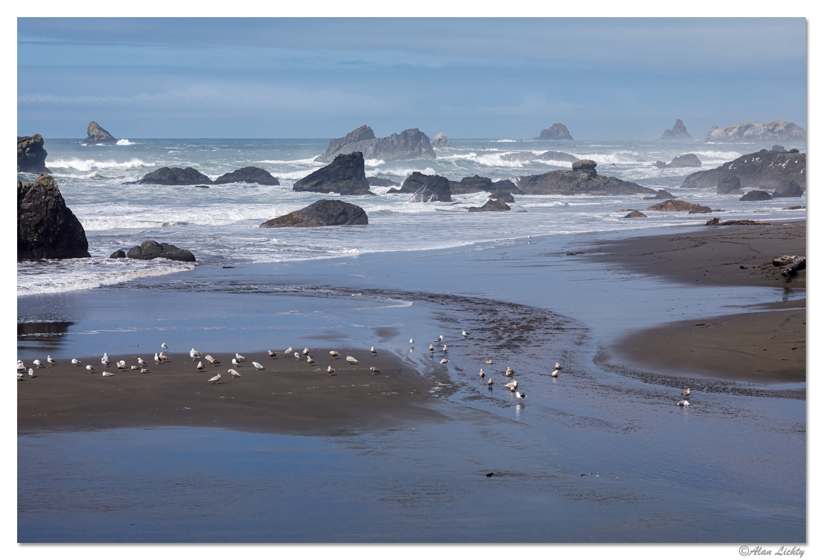 HarrisGulls.jpg