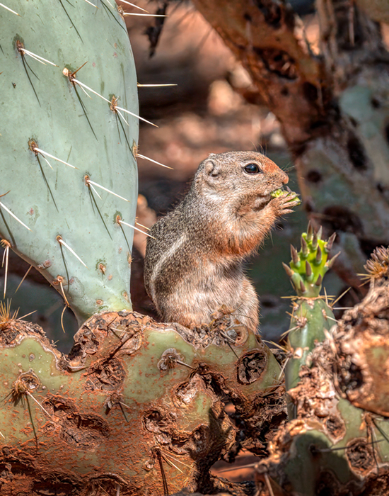 Harris's antelope squirrel-05127-Edit.jpg