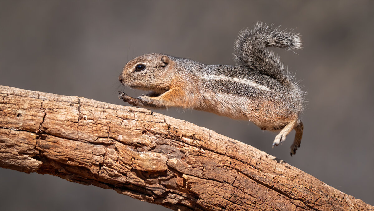 Harris's antelope squirrel-6242-Edit.jpg