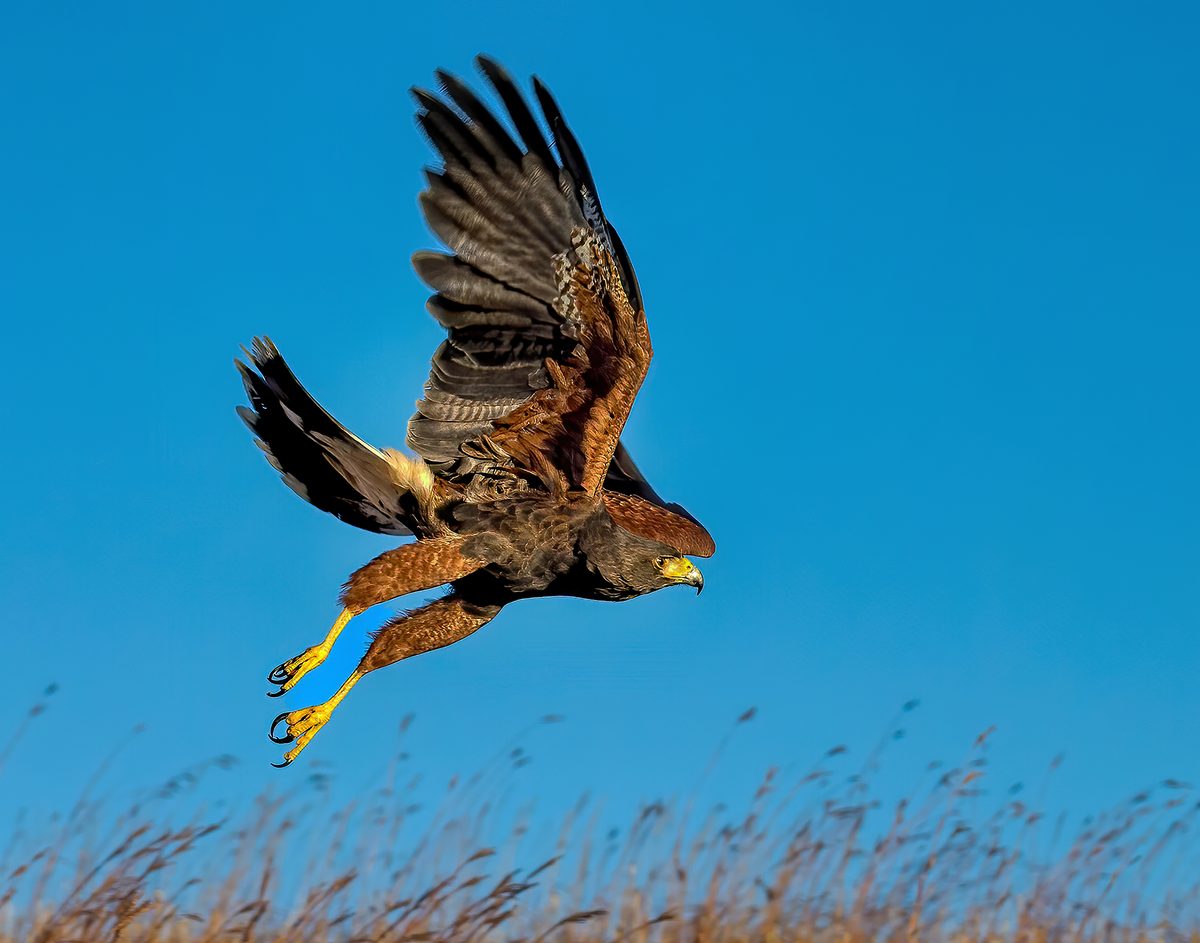 Harris's Hawk 4.png