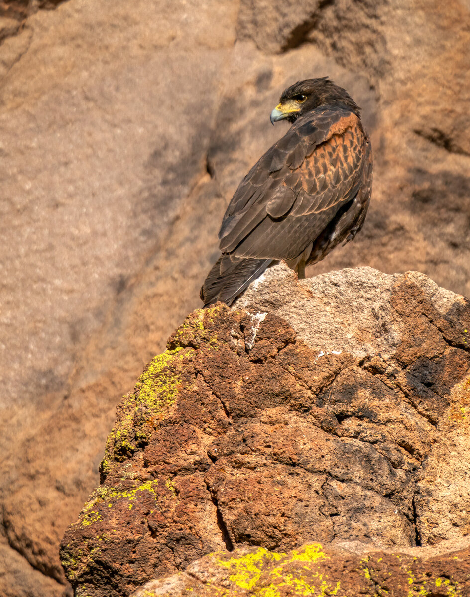 Harris's hawk-6783-Edit.jpg