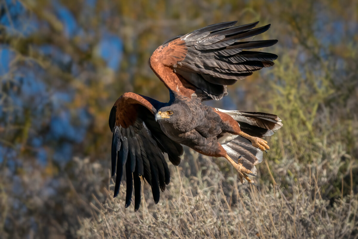 Harris's hawk-6802-Edit.jpg