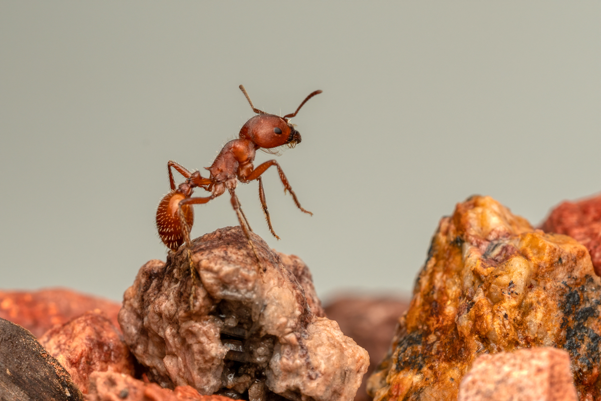 Harvester Ant 3440-Edit.jpg
