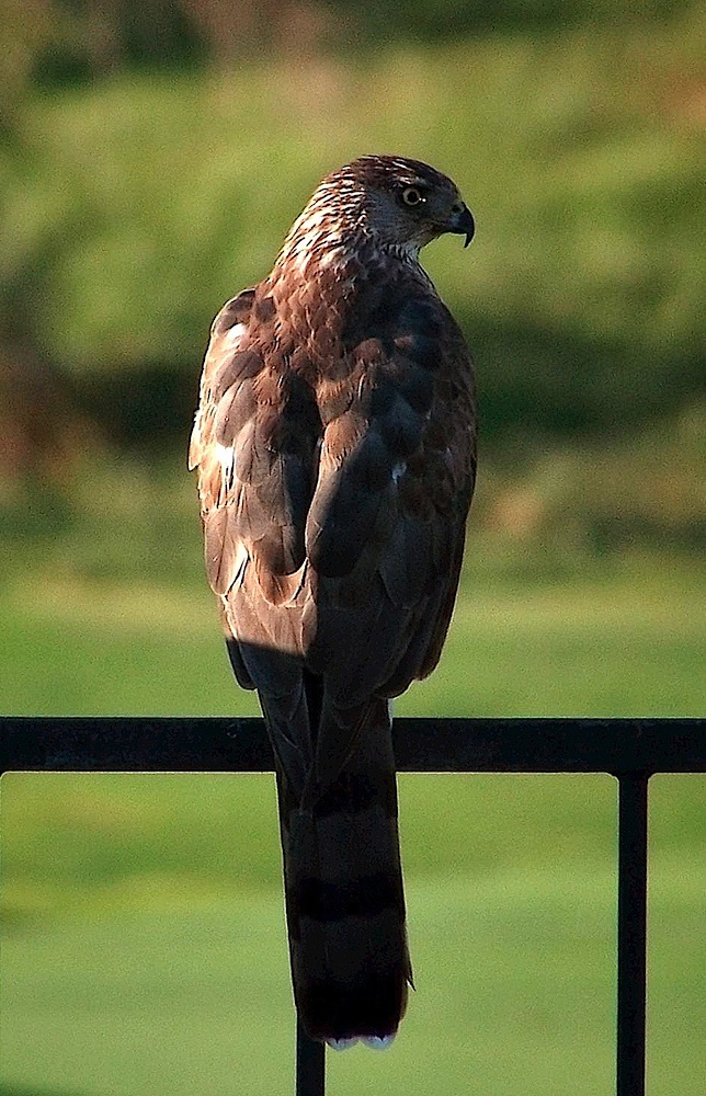 Hawk.jpg