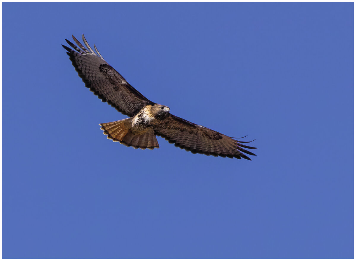 hawk Topaz Gigapixel 2x scale.jpg