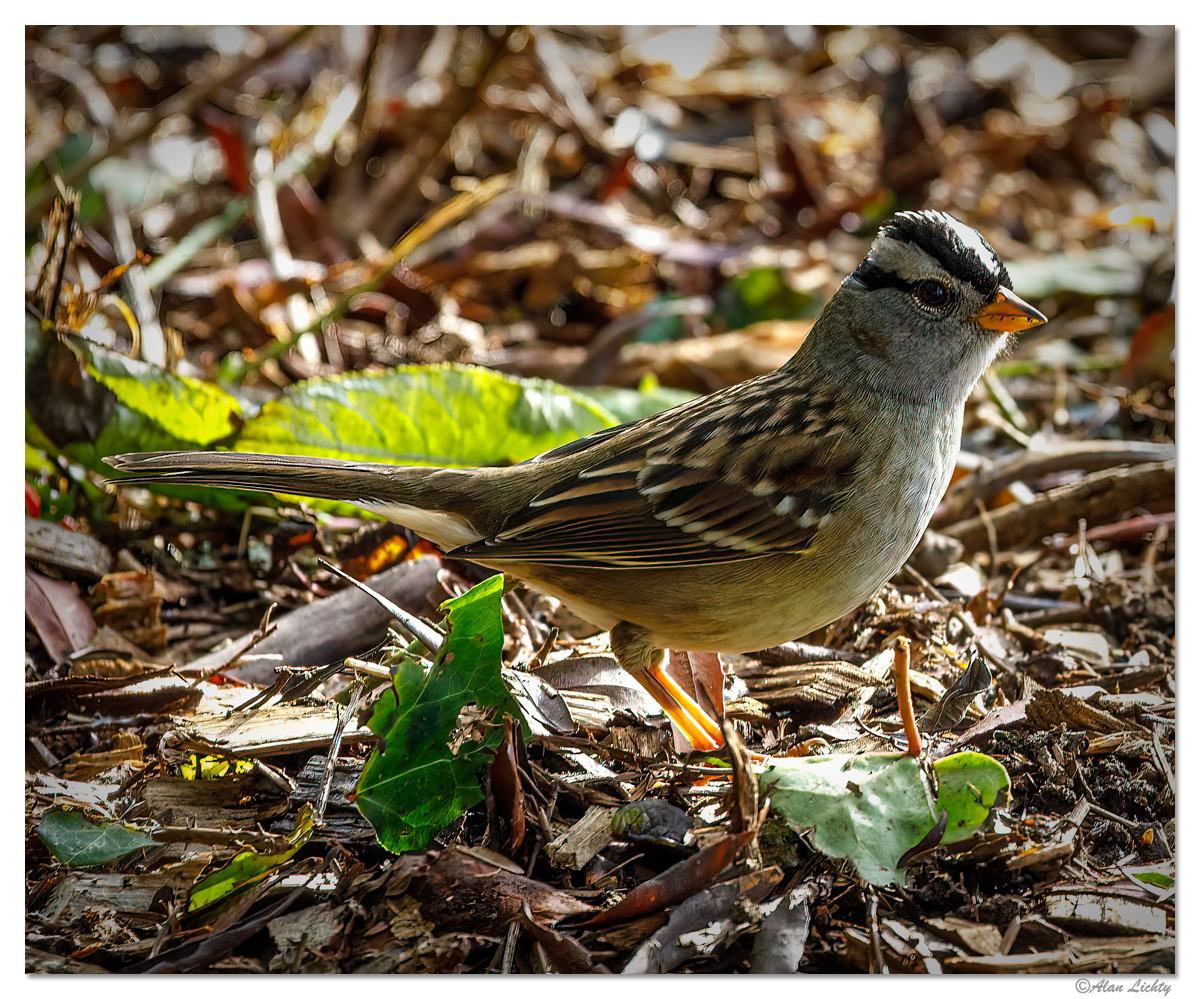 HBSP-FieldSparrow.jpg