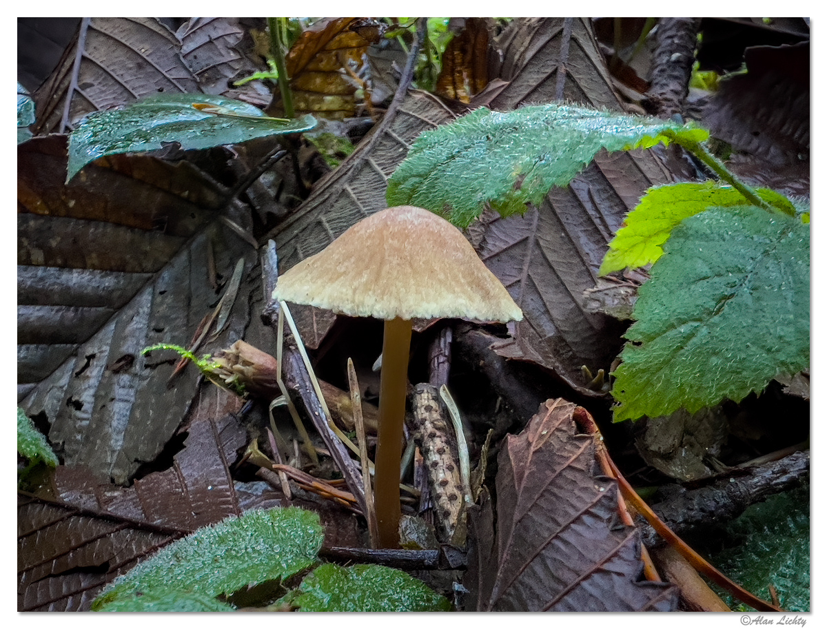 HBSP-ForestFloorMagic.jpg