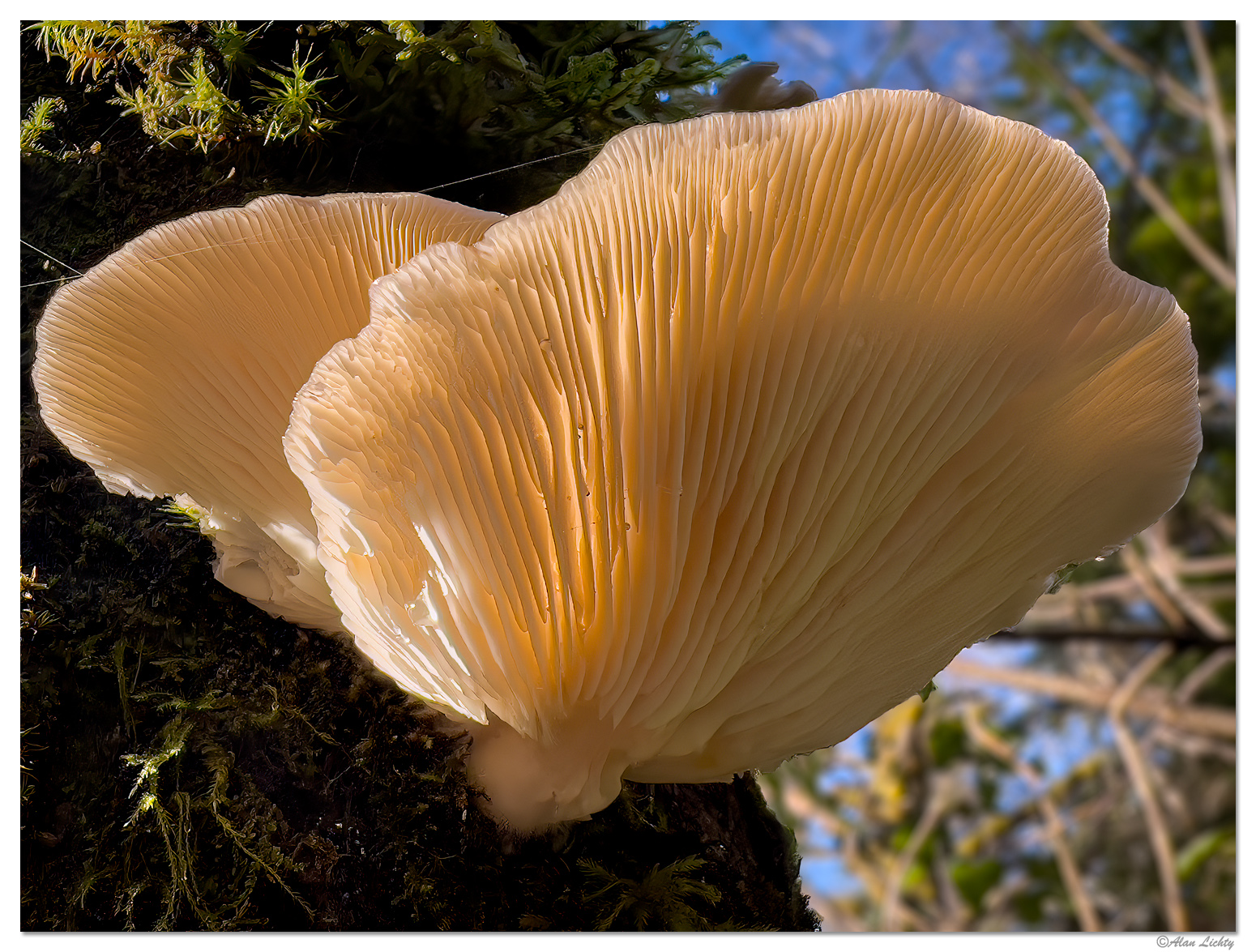 HBSP-TreeOysters.jpg