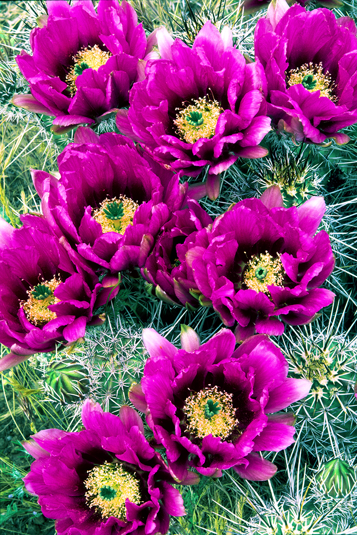 hedgehog cactus.jpg