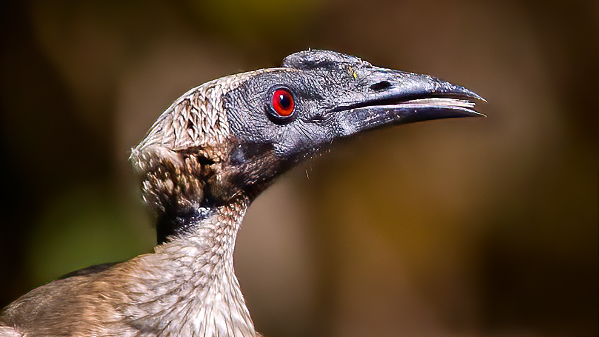 Helmeted Friarbird headshot.jpg