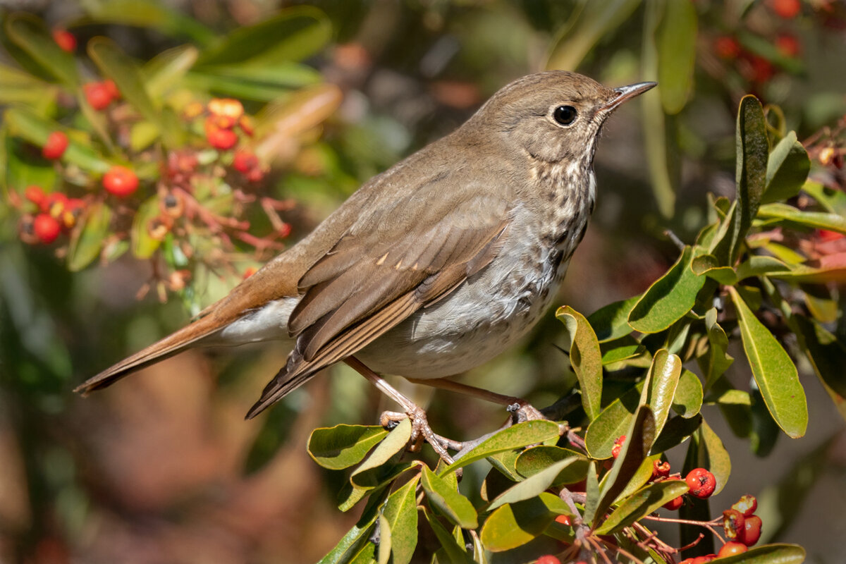 Hermit thrush-7727-Edit.jpg