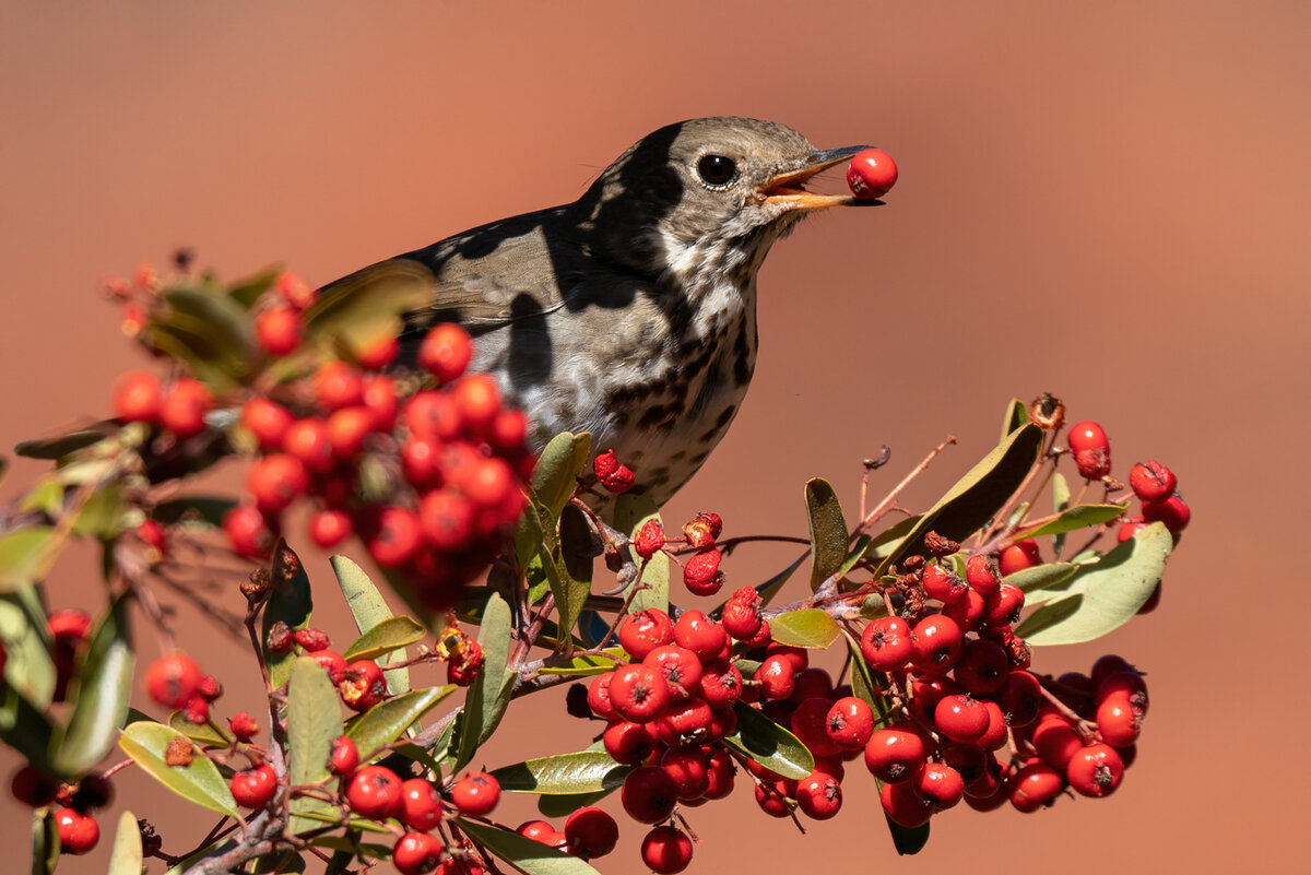 Hermit thrush-8976-Edit.jpg