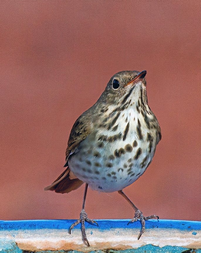 Hermit thrush.jpg