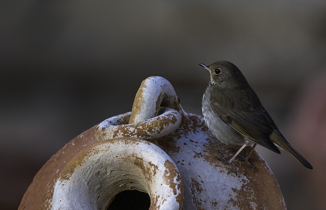 Hermit Thrush on a pot.jpg