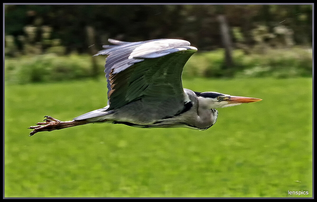 HERON DOING A FLYER.jpg