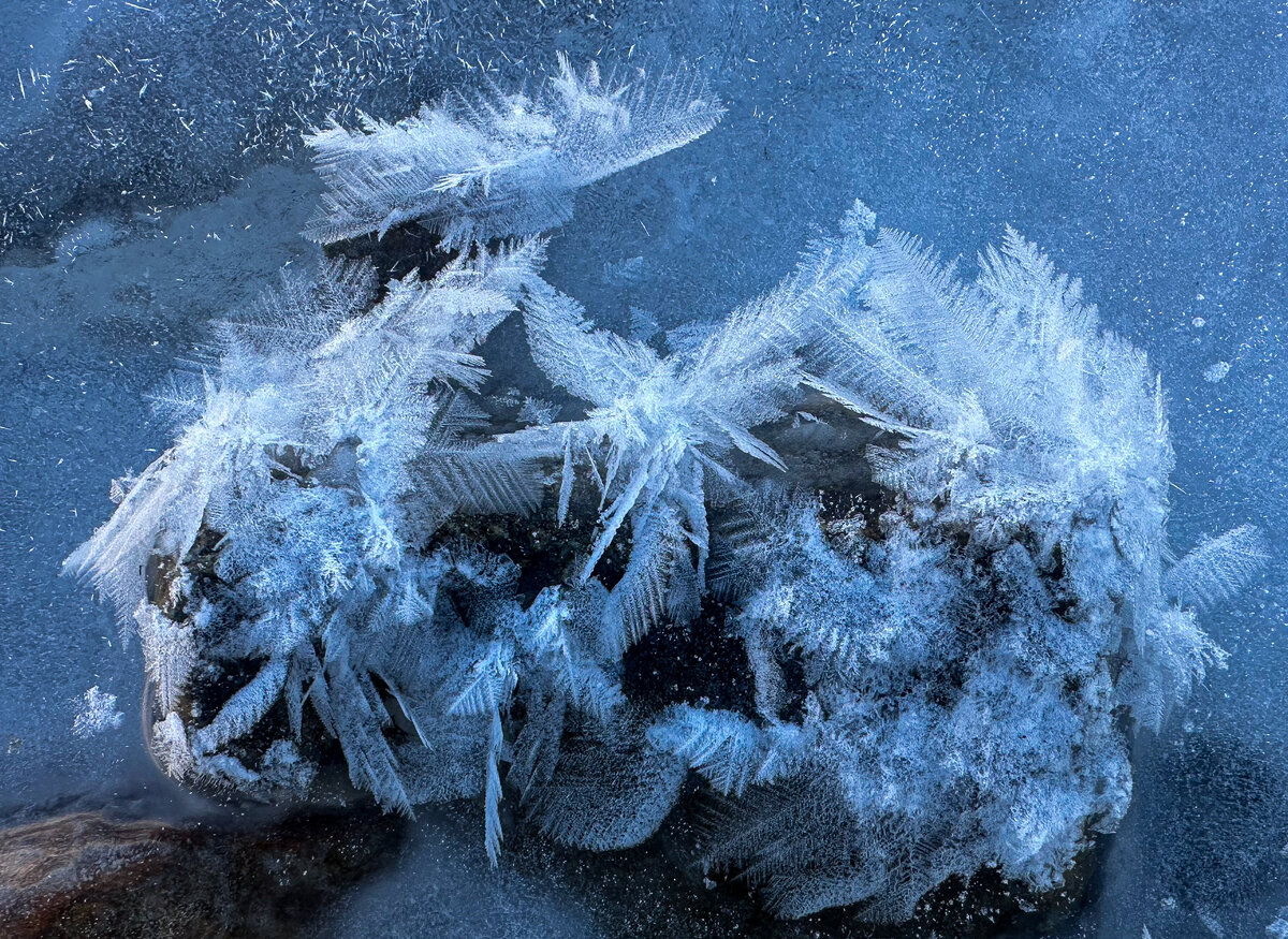 Hoar frost.jpg