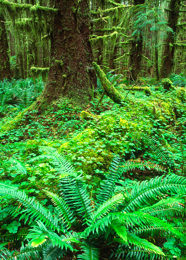 hoh rainforest.jpg