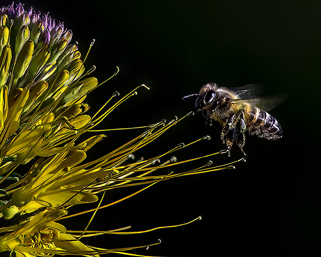 Honey Bee-Edit.jpg