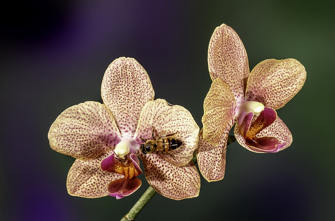 Honey Bee on an Orchid.jpg