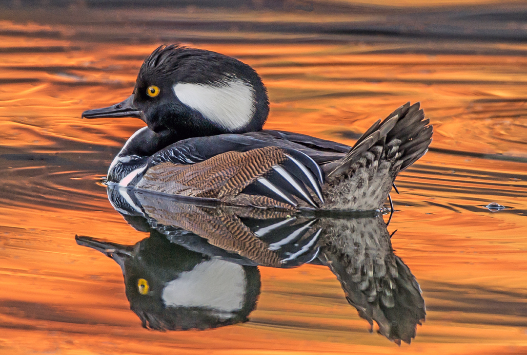 Hooded Merganser I (1 of 1).jpg