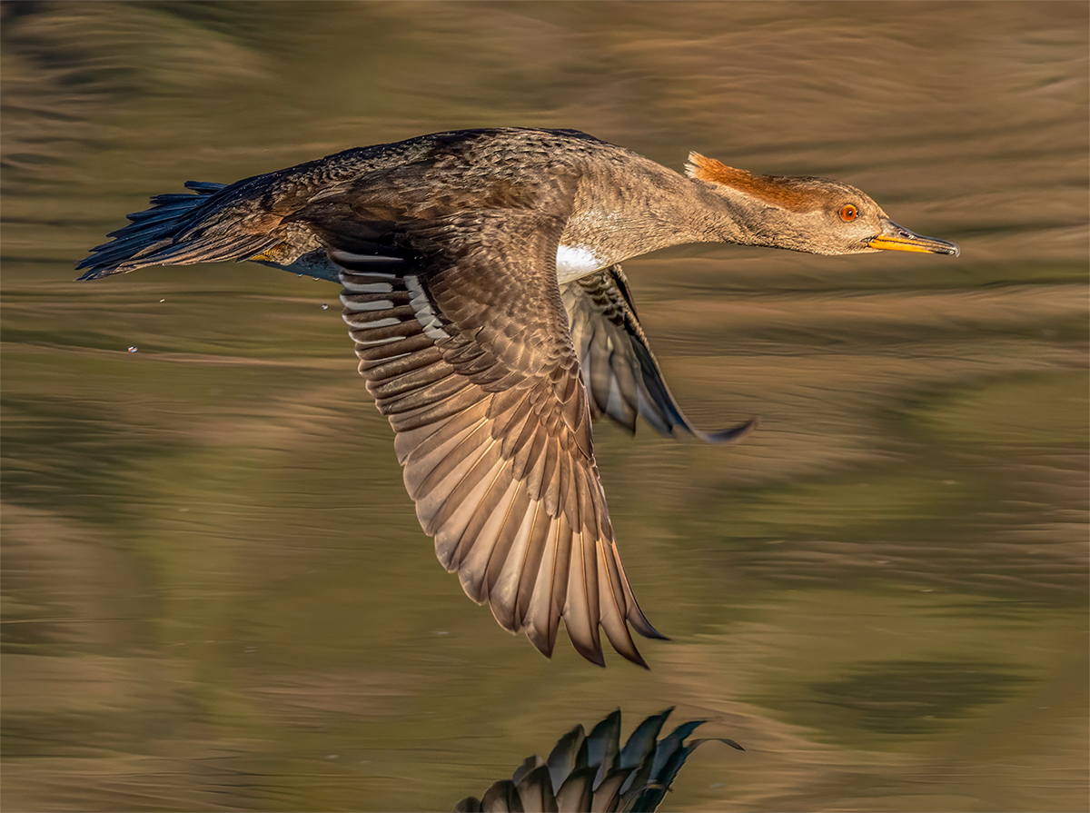 Hooded Merganser juvenile male.jpg