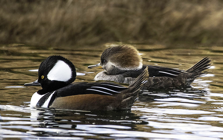 Hooded Merganser Pair, Bubbling Ponds, Page Springs, AZ brown crop.jpg
