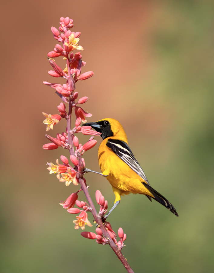 Hooded Oriole-06643-Edit.jpg