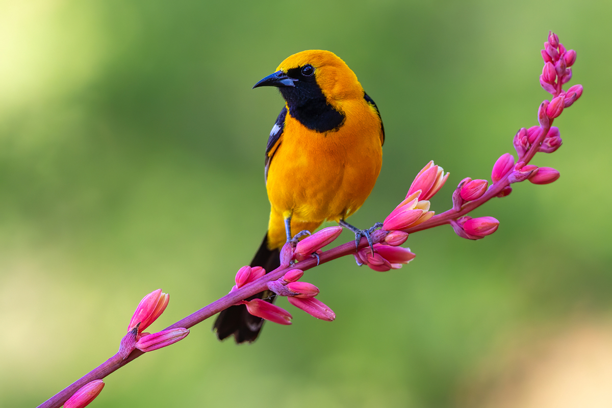 Hooded oriole-358-Edit.jpg