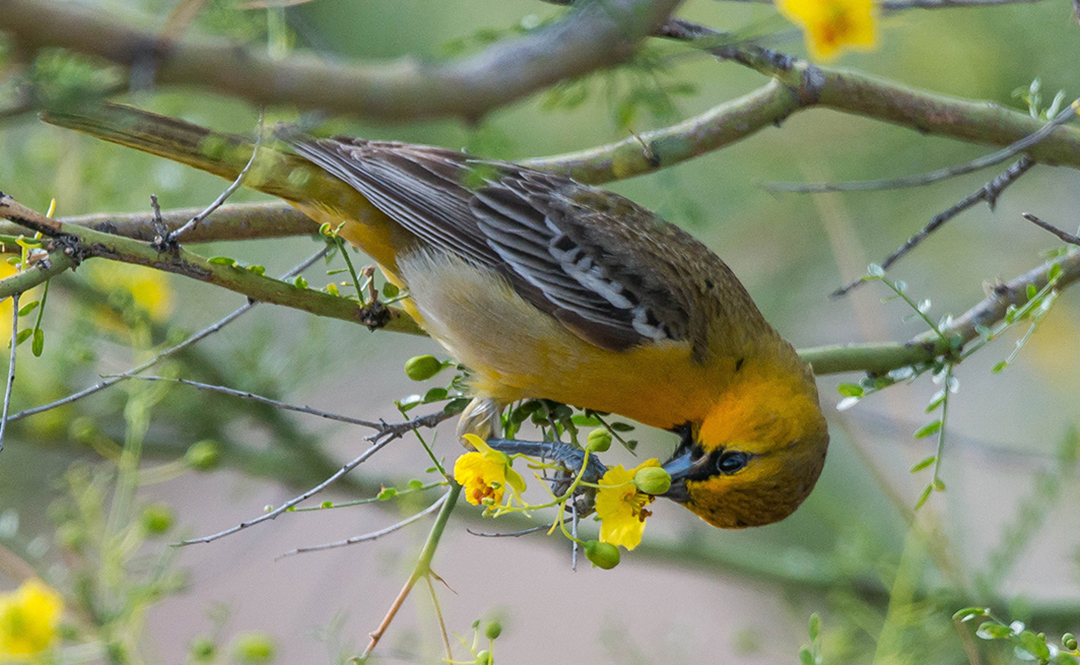 Hooded Oriole III.jpg