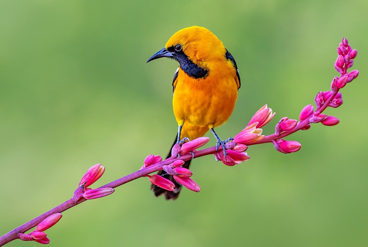 Hooded Oriole.jpg