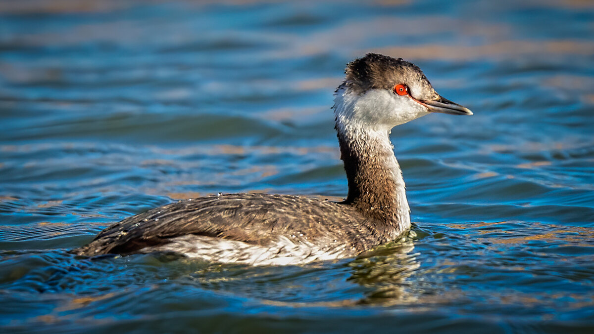 Horned grebe-7440-Edit.jpg