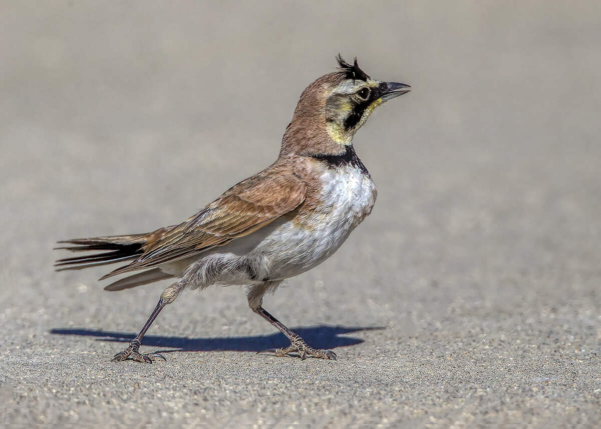Horned Lark.jpg