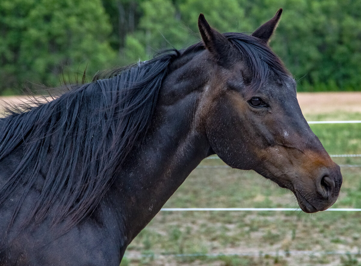 Horse #5.jpg