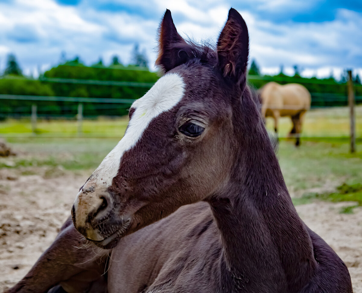 Horse #7.jpg