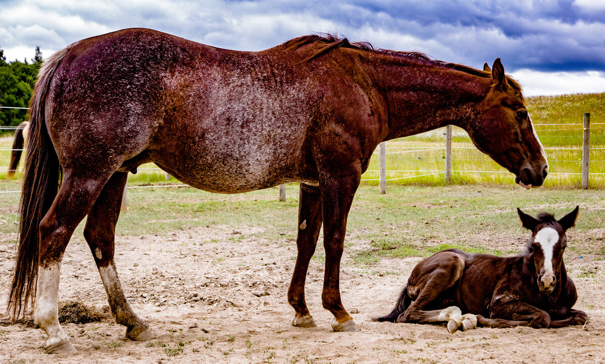 Horse #8.jpg